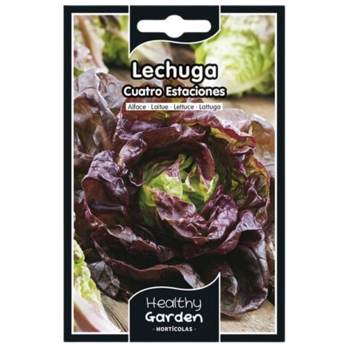 Pacote de Sementes - Alface Quatro Estações