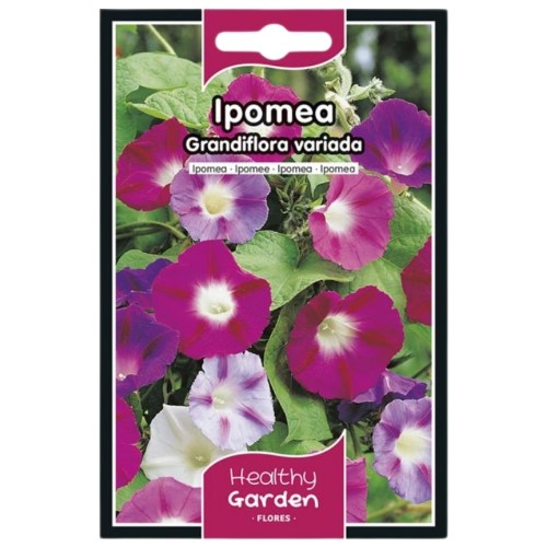 Pacote de Sementes - Ipomeia Grandiflora