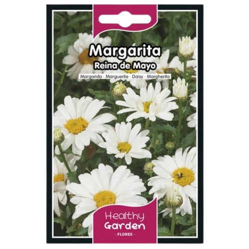 Pacote de Sementes - Margarida Branca de Maio