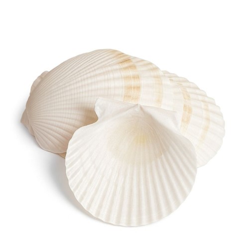 Concha Natural Decorativa 11cm - Branco