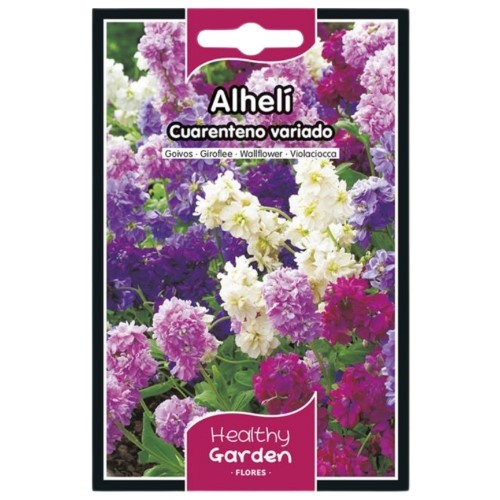 Pacote de Sementes Goivo Quarentenário com flores coloridas