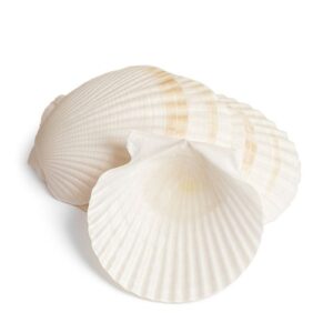 Concha Natural Decorativa de 11cm em branco