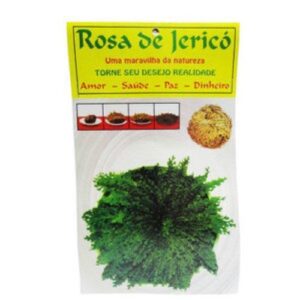 Rosa de Jericó, símbolo místico de renascimento